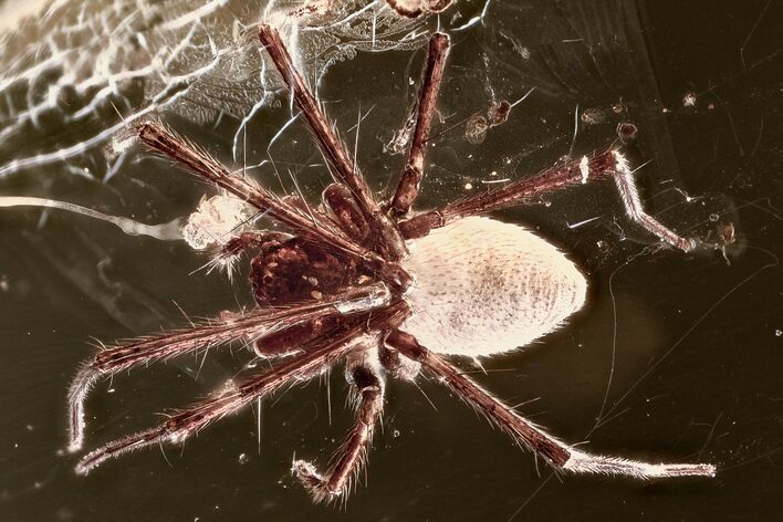 Detailed Fossil Spider (Araneae) In Baltic Amber #352956